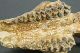 Partial Oreodont (Merycoidodon) Upper Skull - South Dakota #269855-6